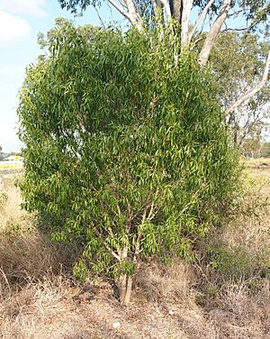 Myoporum montanum habit.jpg