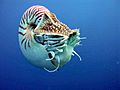 Nautilus profile