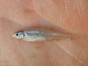 Notropis buchanani.jpg