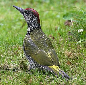 Picus viridis juv(ThKraft)