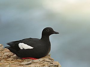 Pigeon guillemot.jpg