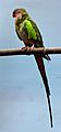 Princess Parrot (Buffalo Zoo)