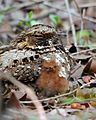 Puerto Rican nightjar with chick