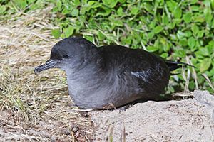 Puffinus tenuirostris Bruny