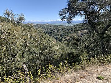 A hillside with trees, blue sky, and mountains in the distance.