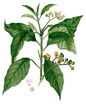 Solanum erianthum Blanco1.86-cropped.jpg