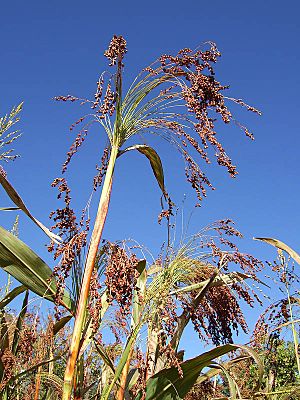 Sorghum z01.JPG