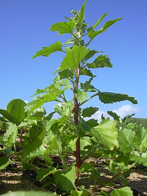 Starr 040125-0029 Chenopodium murale.jpg