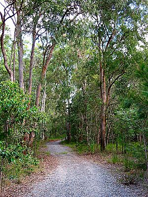 Stretton Karawatha forest.jpg