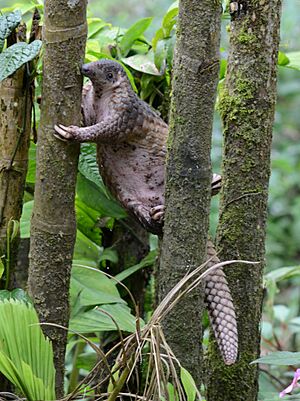 Sunda Pangolin Trenggiling jawa