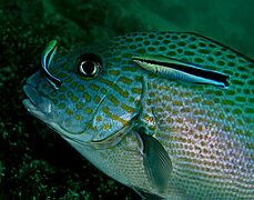 Sweetlips wrasse Nick Hobgood