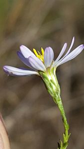 Symphyotrichum dumosum 107676031