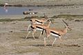 Thomson's Gazelles - Ngorongoro Crater