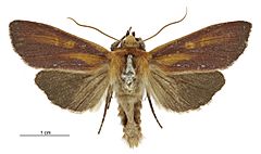 Tmetolophota purdii male.jpg