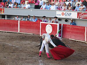 Torero