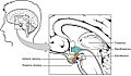 1806 The Hypothalamus-Pituitary Complex