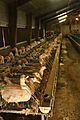 28-gavage-foie-gras-cages-individuelles-France-2012