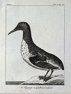 A common guillemot. Etching. Wellcome V0022785EL