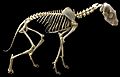 Aardwolf Skeleton (black background)