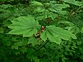 Acer circinatum 10751