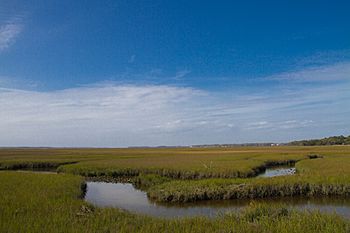 Amelia Island Marshes.jpg