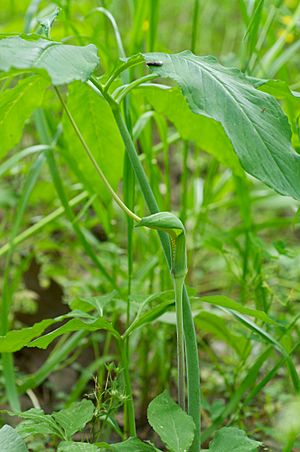 Arisaema dracontium Arkansas.jpg