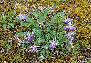 Astragalus bibullatus Kaldari 05.jpg