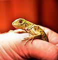 Baby Iguana in Curacao