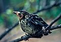 Baby grackle - Quiscalus quiscula