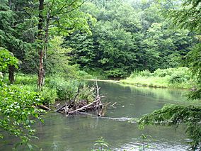 Bendigo State Park.jpg