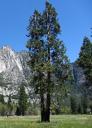 A two-trunked tree in a grassy meadow, with steep terrain, including a granite cliff, in the background