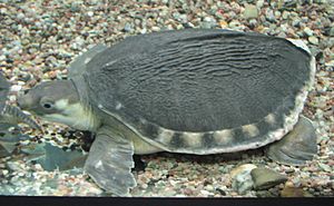 Carettochelys.insculpta-ZOO.Brno