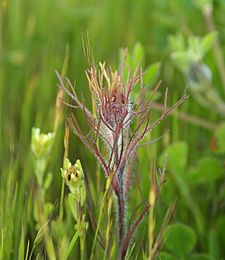 Castilleja exserta2