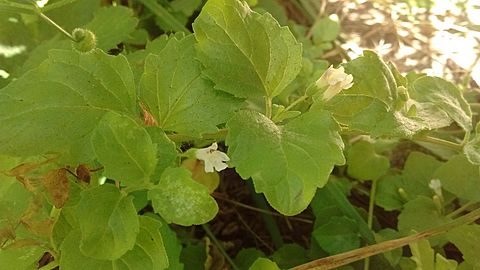 Clinopodium douglasii 4