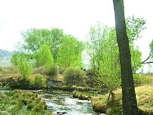 Crystal Spring - Nevada