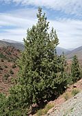 Cupressus atlantica0.jpg