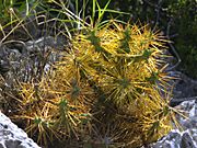 Cylindropuntia caribaea.jpg