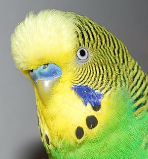 Detail shot of budgerigars head