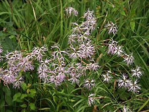 Dianthus superbus 190803