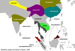 DicrurusLeucophaeusMap.svg