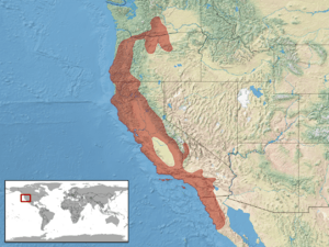 Elgaria multicarinata distribution (IUCN).png