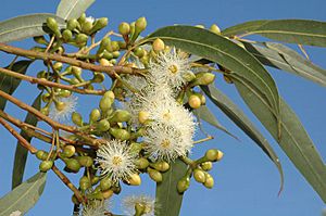 Eucalyptus canaliculata flowers