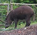 Flachlandtapir