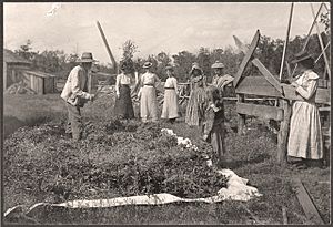 Flailing Out Beans at Cummins Farm