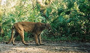 Florida panther (7013874693)