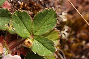 Fragaria virginiana 2410