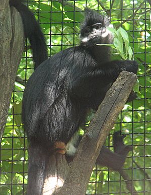 Francois Langur 01