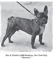 French Bulldog circa 1901