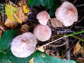 GT Mycena rosea Rosy Bonnet