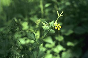 Geum aleppicum WPC.jpg